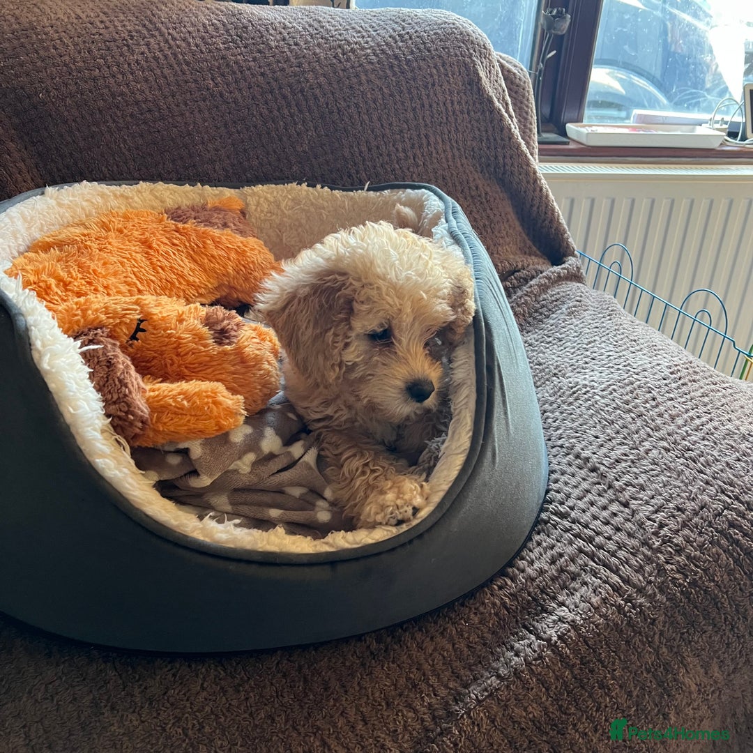 Mixed Breed dogs for sale: F1b Australian Labradoodle  - Advert 9