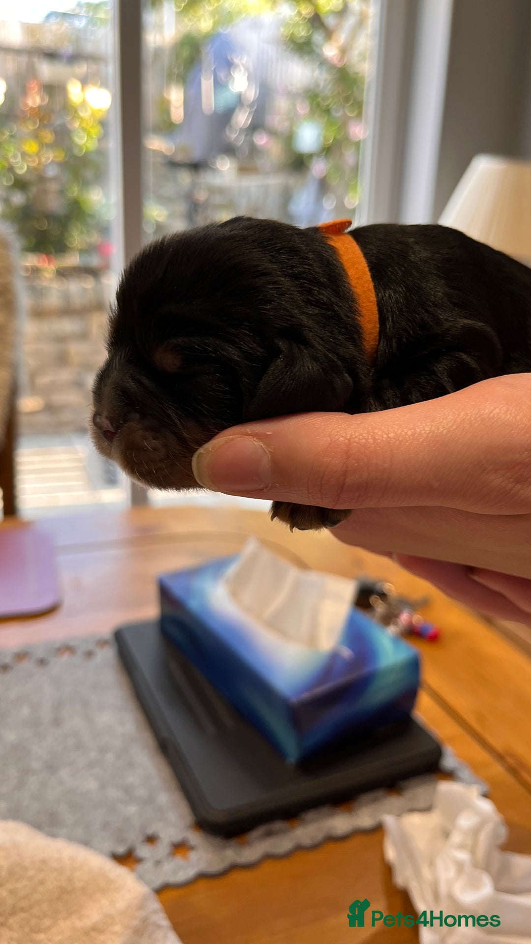 Cavalier King Charles Spaniel dogs for sale: Health Tested Parents - Image 4