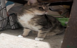 Mixed Breed cats for sale: Tabby Cat (Age 9) - Image 5