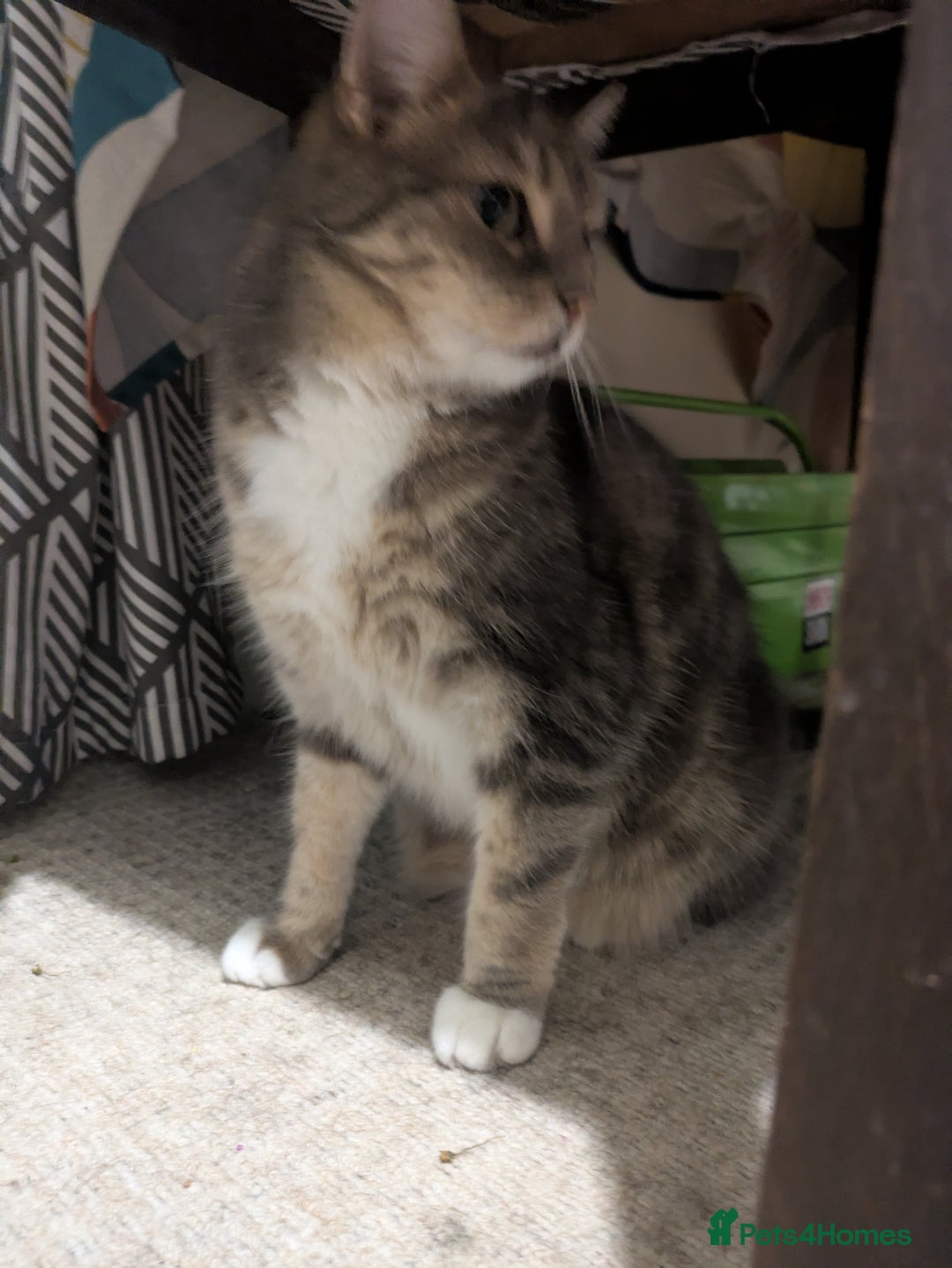 Mixed Breed cats for sale: Tabby Cat (Age 9) - Image 5