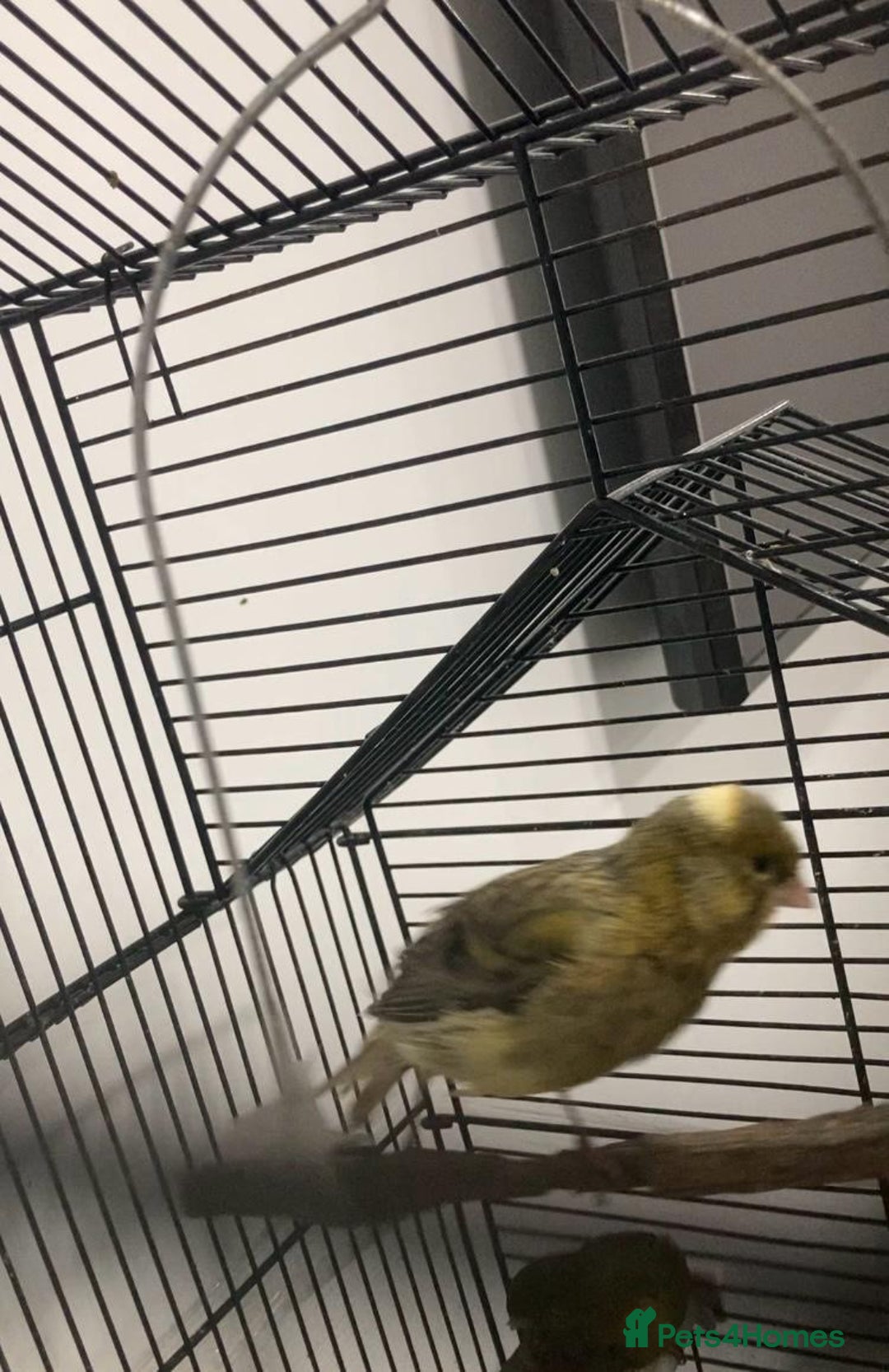 Canaries birds for sale: Canaries  - Advert 5