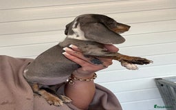Miniature Dachshund dogs for sale: Mini Dachshund puppies for sale  - Image 15