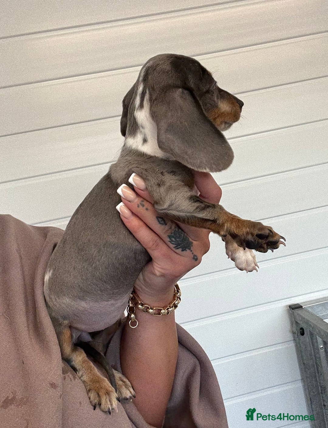 Miniature Dachshund dogs for sale: Mini Dachshund puppies for sale  - Image 15