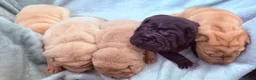 Shar Pei dogs for sale: Beautiful pure shar pei puppies - Advert 14