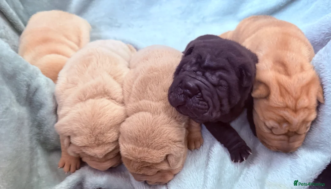 Shar Pei dogs for sale: Beautiful pure shar pei puppies - Advert 14