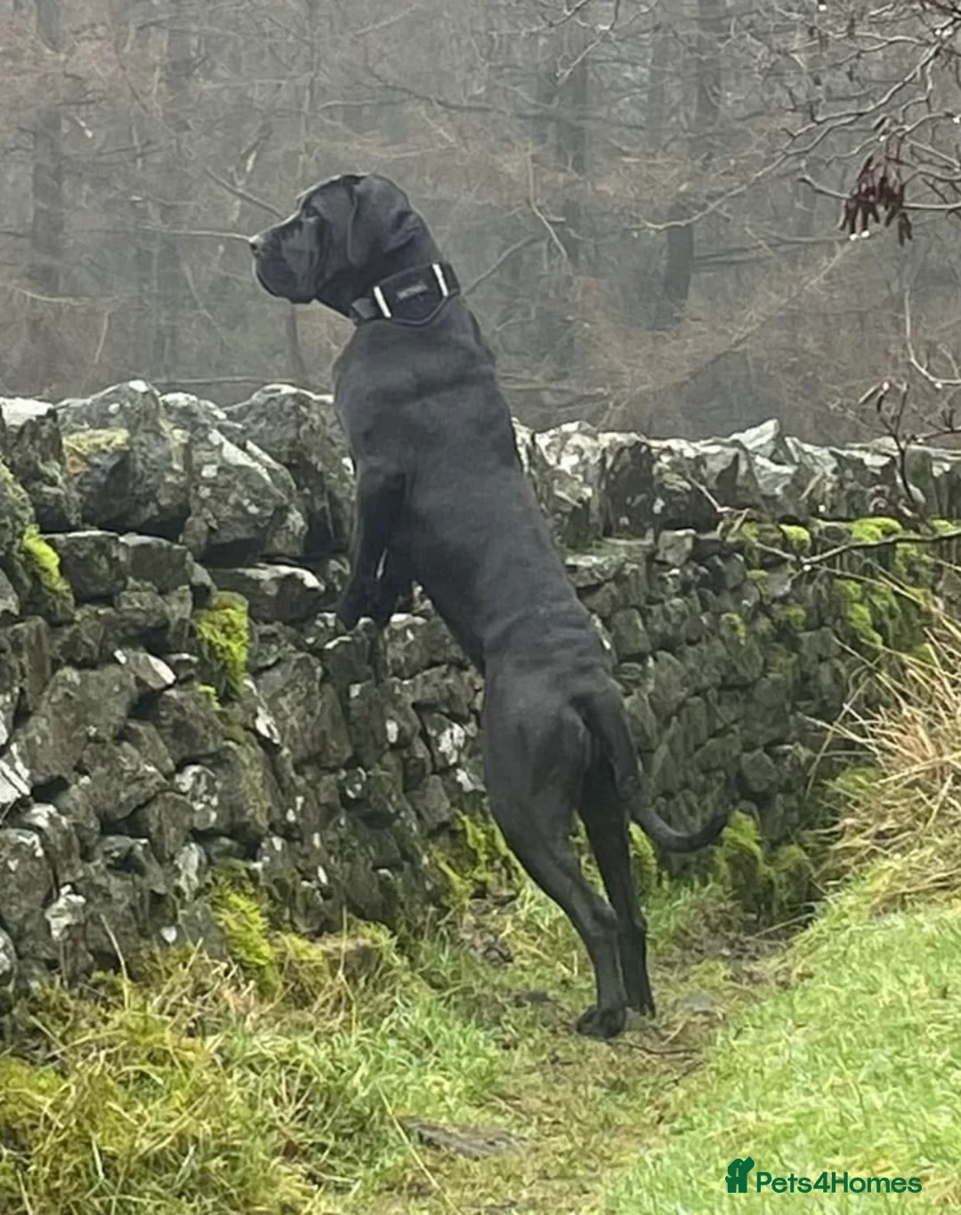 Mixed Breed dogs for sale: STUNNING MASTIFF/GREAT DANE PUPPIES - Advert 29