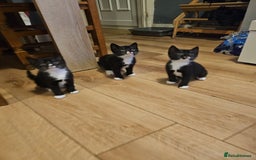 Mixed Breed cats for sale: 4 sweet little kittens Ready for a New Home  - Image 11