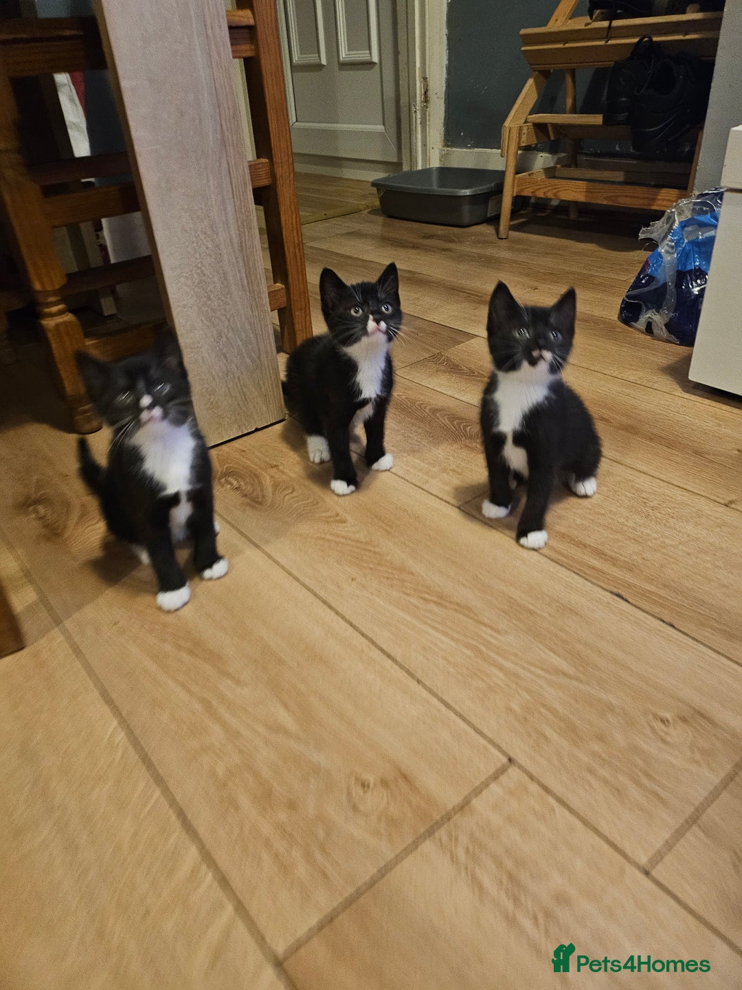 Mixed Breed cats for sale: 4 sweet little kittens Ready for a New Home  - Image 11