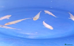 Koi Carp fish for sale: koi carp for sale - Image 6