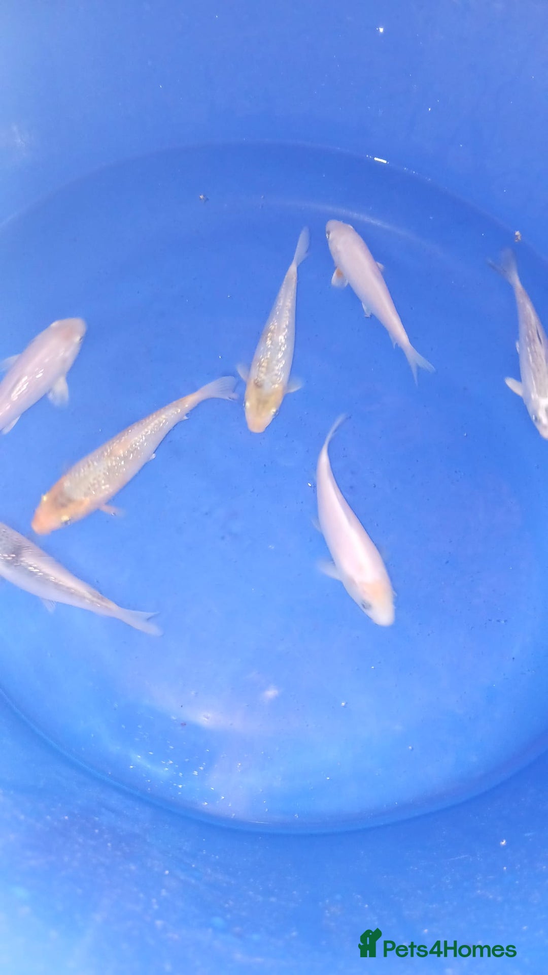Koi Carp fish for sale: koi carp for sale - Image 6