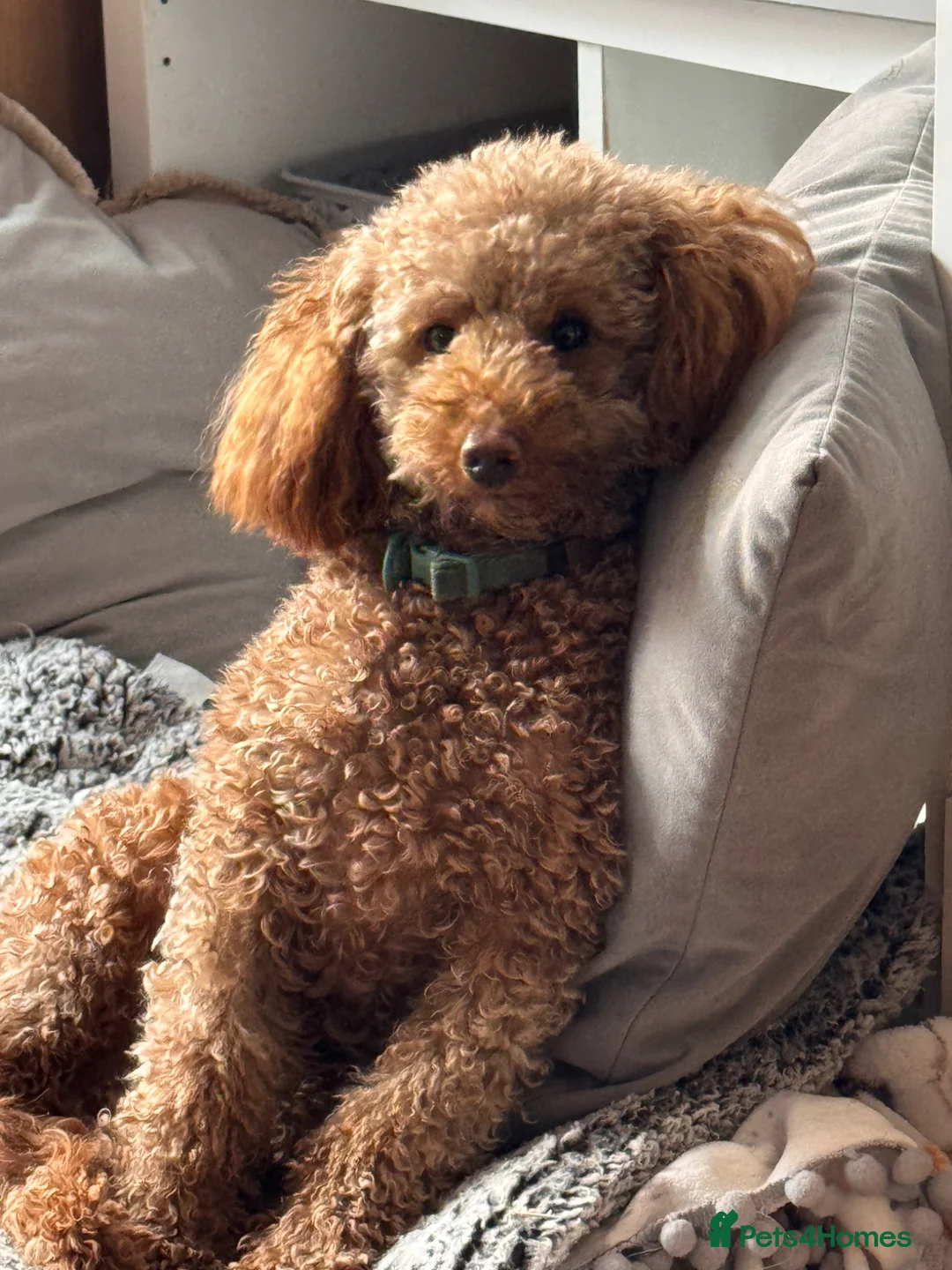 Cockapoo dogs for sale: Mini Cockerpoo puppies - Advert 2