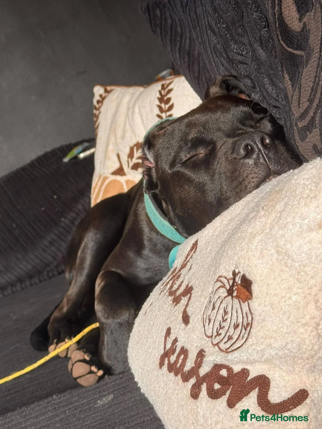 Mixed Breed dogs for sale: Mix breed  in Mansfield - Advert 2