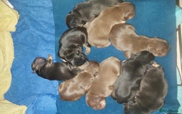 French Bulldog dogs for sale: Frenchie puppy’s available  - Image 8