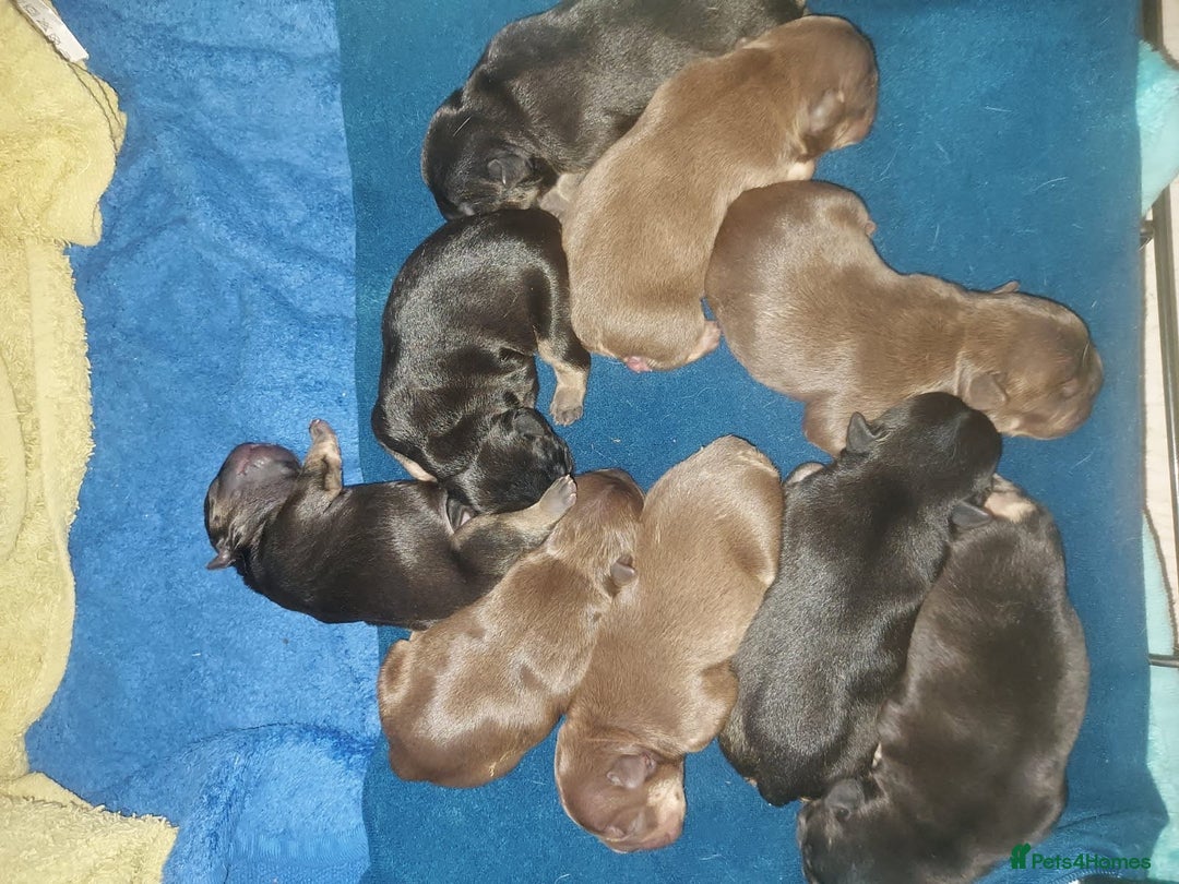 French Bulldog dogs for sale: Frenchie puppy’s available  - Image 8