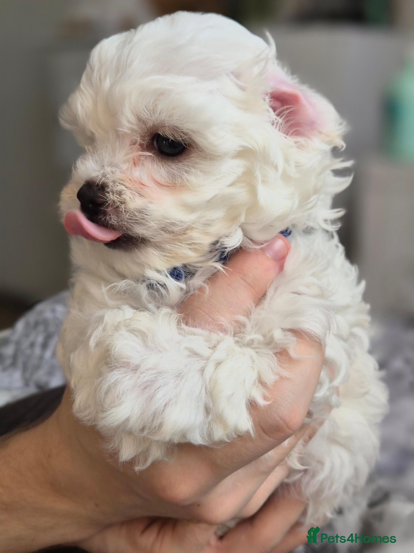 Maltipoo dogs 3 girls left. Mini Maltipoo F2 butterfly nose - Advert 2