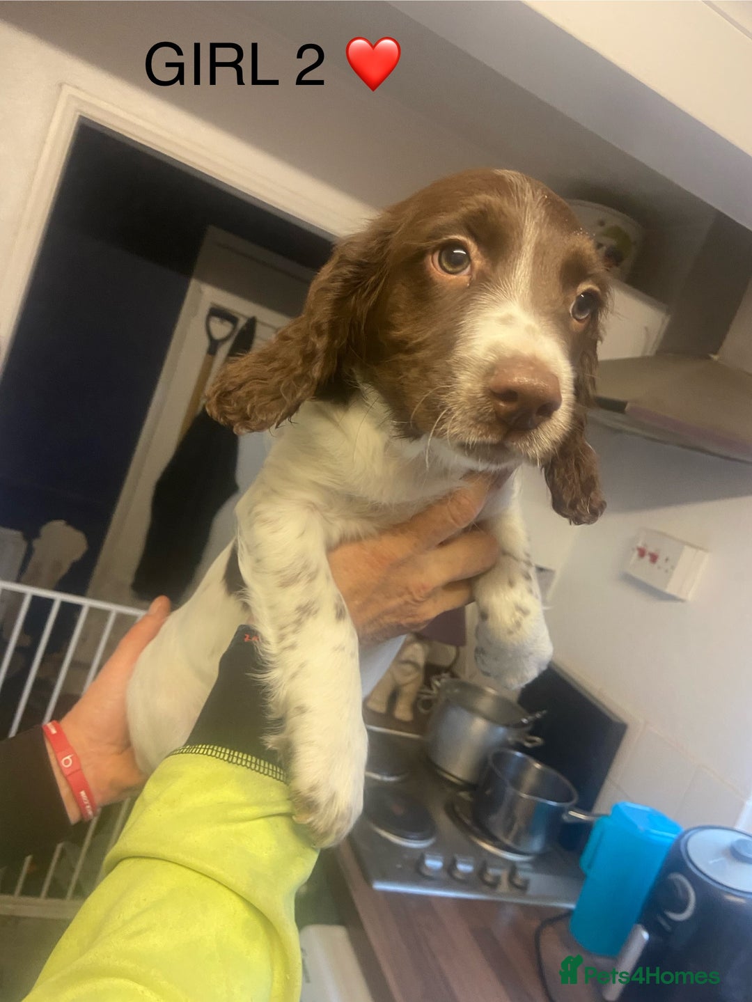 English Springer Spaniel dogs for sale: Springer spaniel 1 girl left - Advert 4