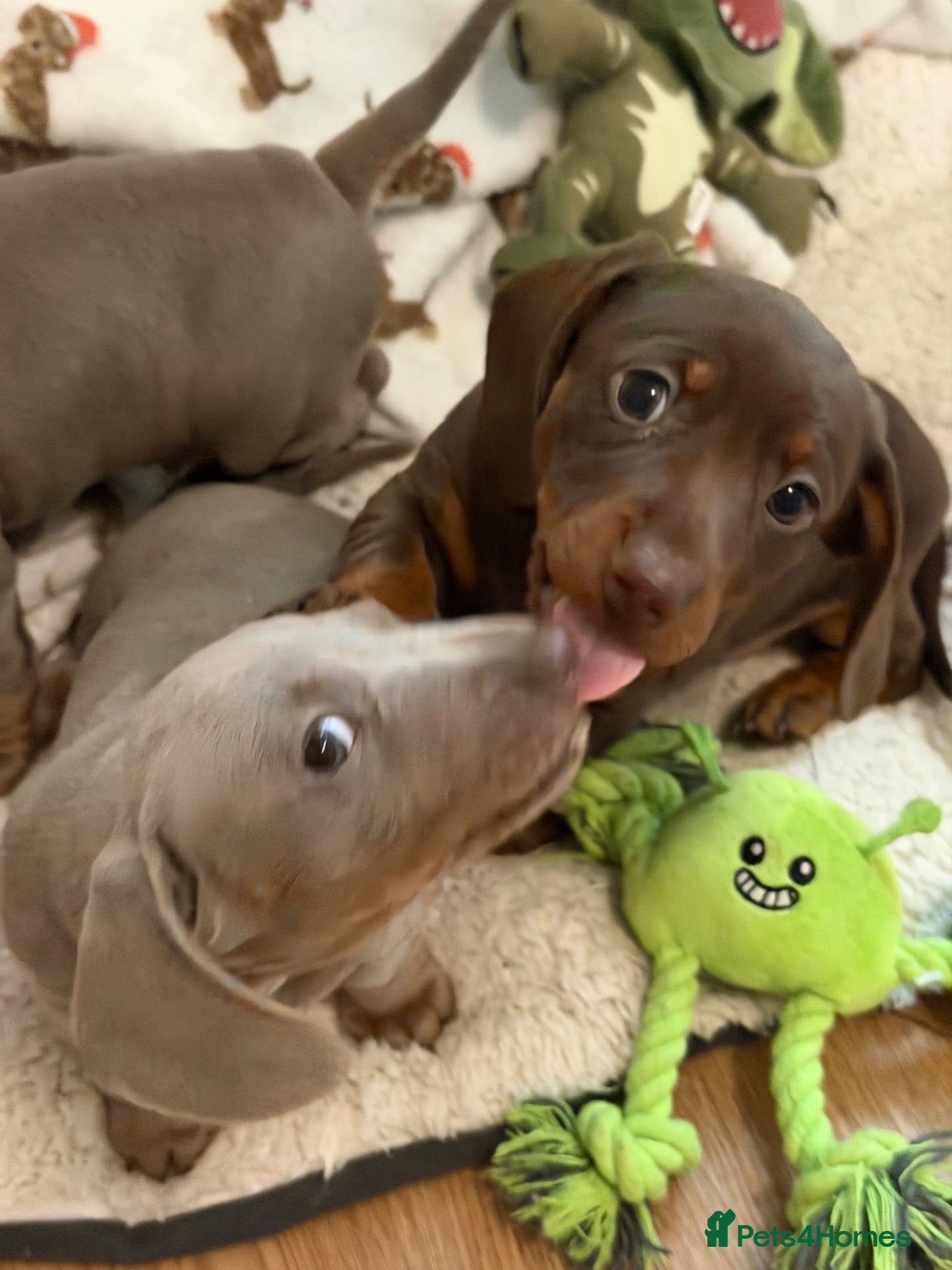 Miniature Dachshund dogs Kc miniature dachshunds  - Advert 4