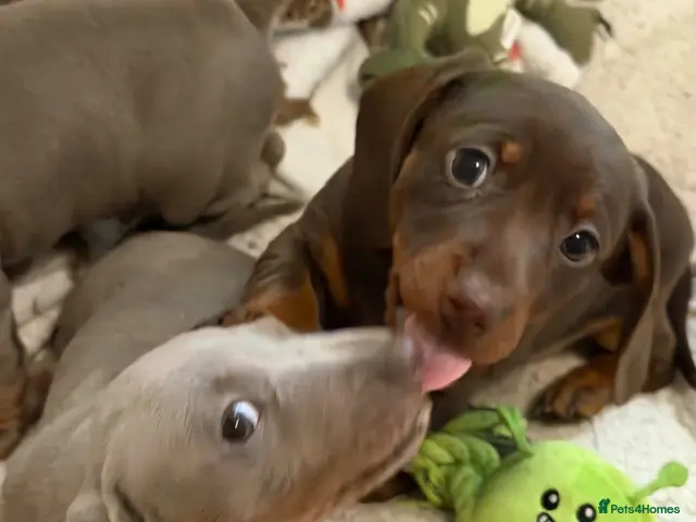 Miniature Dachshund dogs for sale: 🎃 kc miniature dachshunds 🎃 - Advert 1