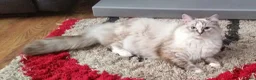 Ragdoll cats for sale: 8 week old ragdoll kittens for sale £600 each  in Sheerness - Advert 8