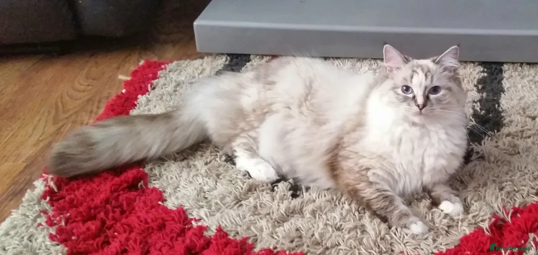 Ragdoll cats for sale: 8 week old ragdoll kittens for sale £600 each  in Sheerness - Advert 8