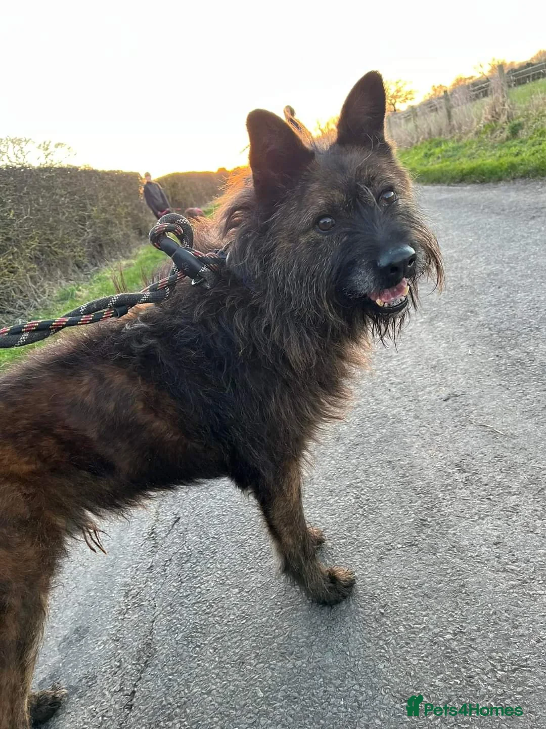 Mixed Breed dogs for adoption: Meet Aran, currently residing in Cheshire  in Nantwich - Advert 8