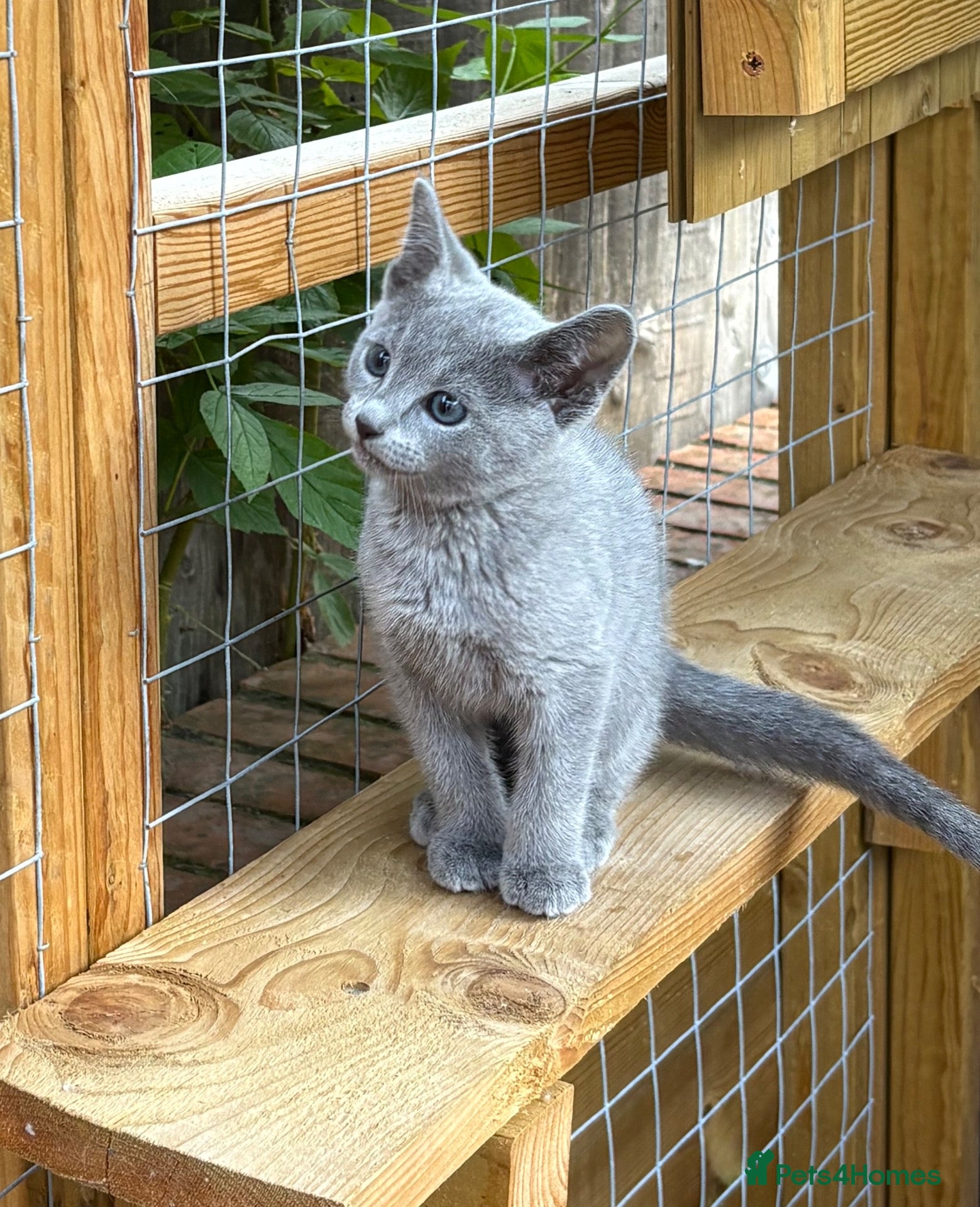 Russian Blue cats 💎 Stunning TICA Registered Russian Blue Kitten 💎 - Advert 21