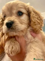 Cavapoo dogs Cavapoo - Advert 13