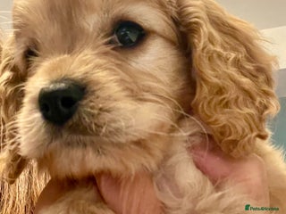 Cavapoo dogs Cavapoo - Advert 18