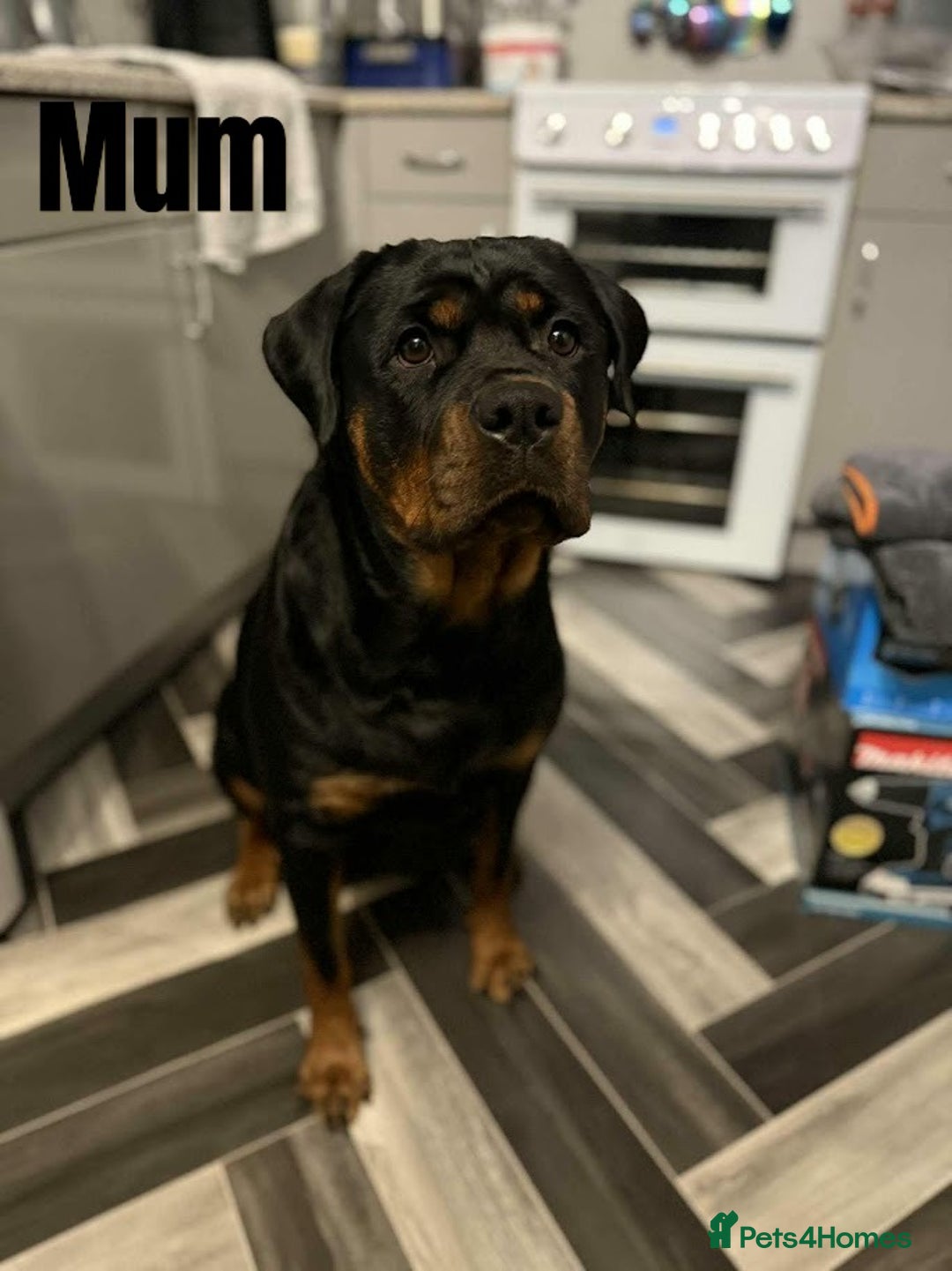 Rottweiler dogs for sale: 🐾 Beautiful Rottweiler Puppies - Advert 4