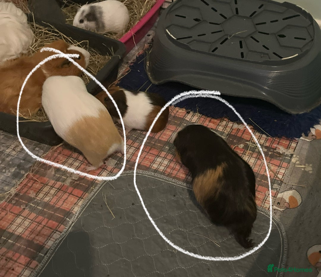 Guinea Pig rodents for sale: Baby skinny carriers due in August  - Image 2