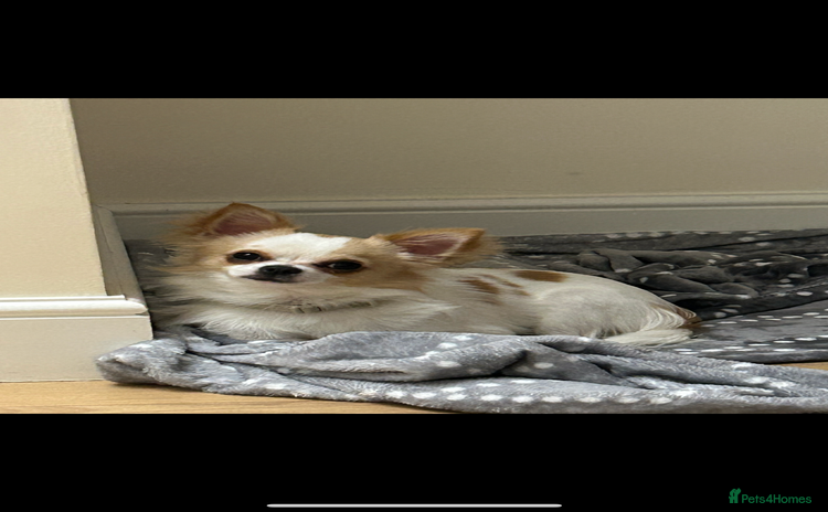 Chihuahua dogs - Advert 15