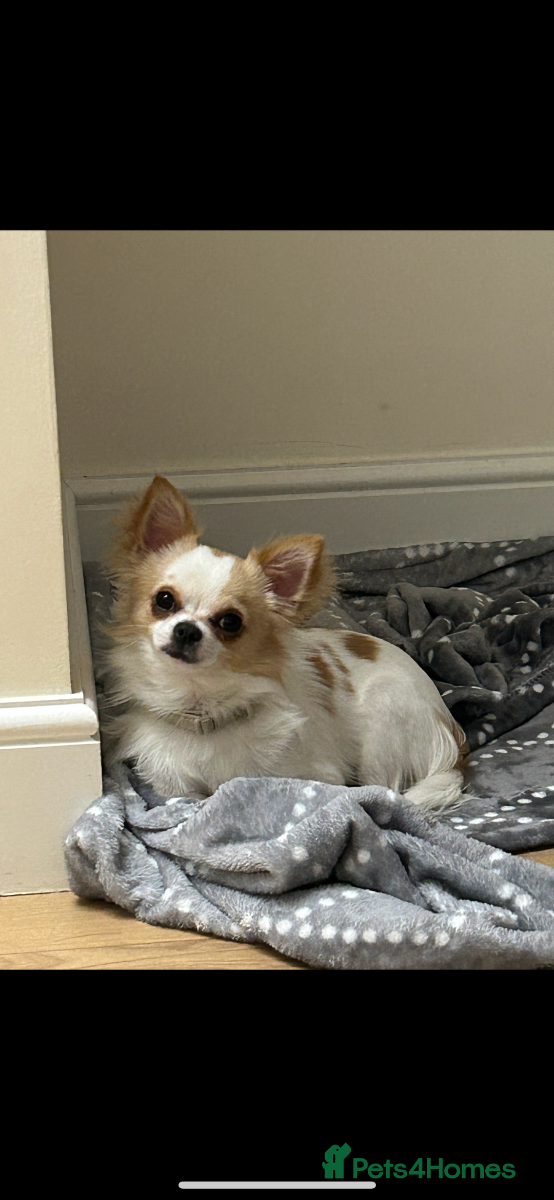Chihuahua dogs for sale: Chihuahua - Image 1