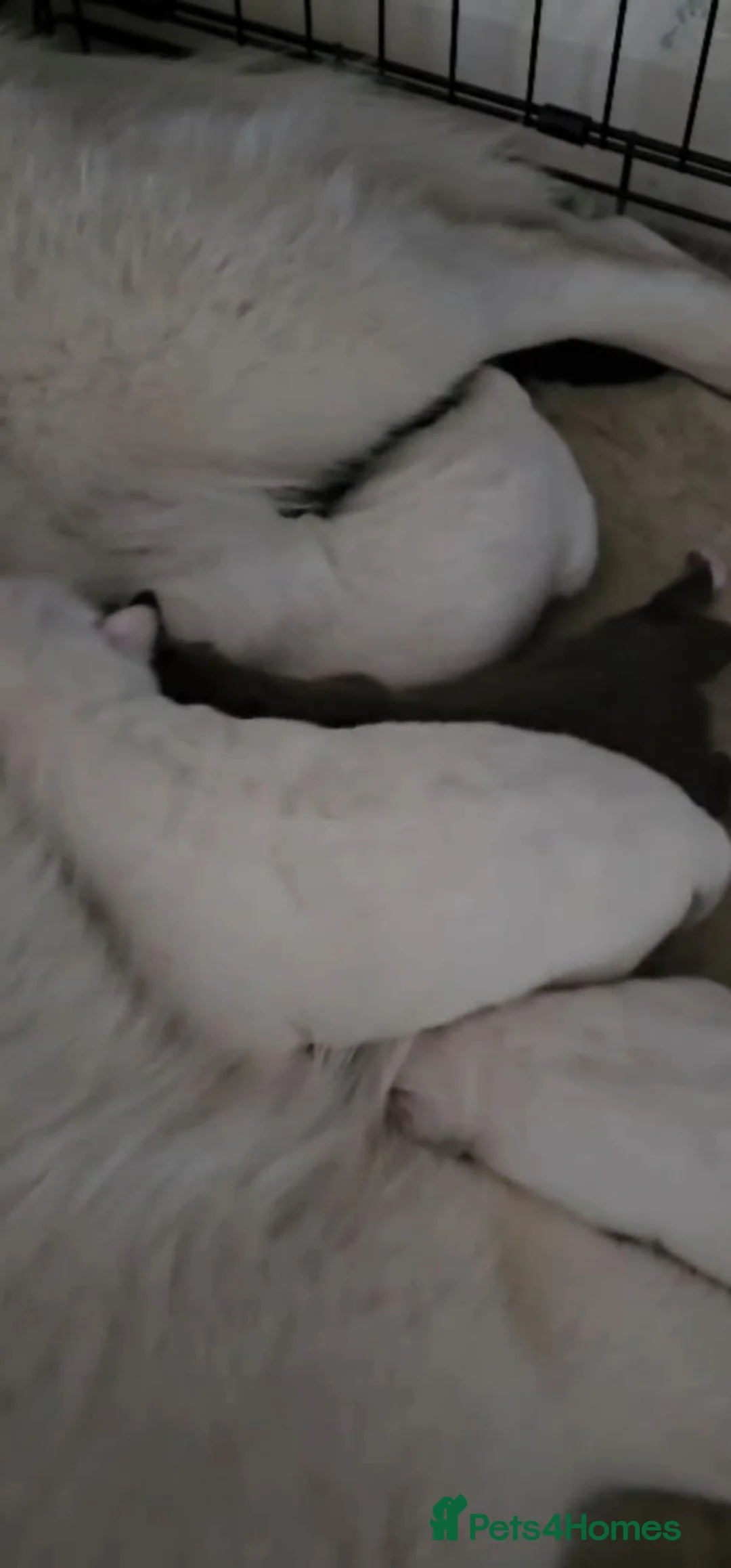 Siberian Husky dogs for sale: Wooly Siberian huskies - fully vaccinated  - Advert 16