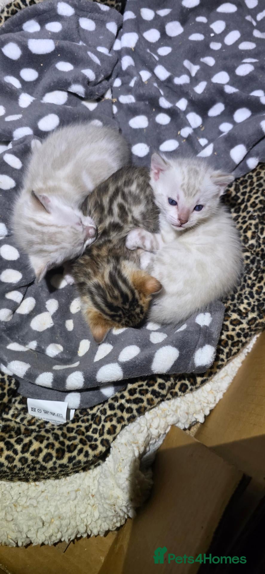 Bengal cats PURE BRED BENGAL KITTENS - Advert 1