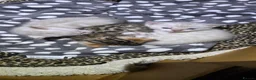 Bengal cats for sale: PURE BRED BENGAL KITTENS - Advert 1