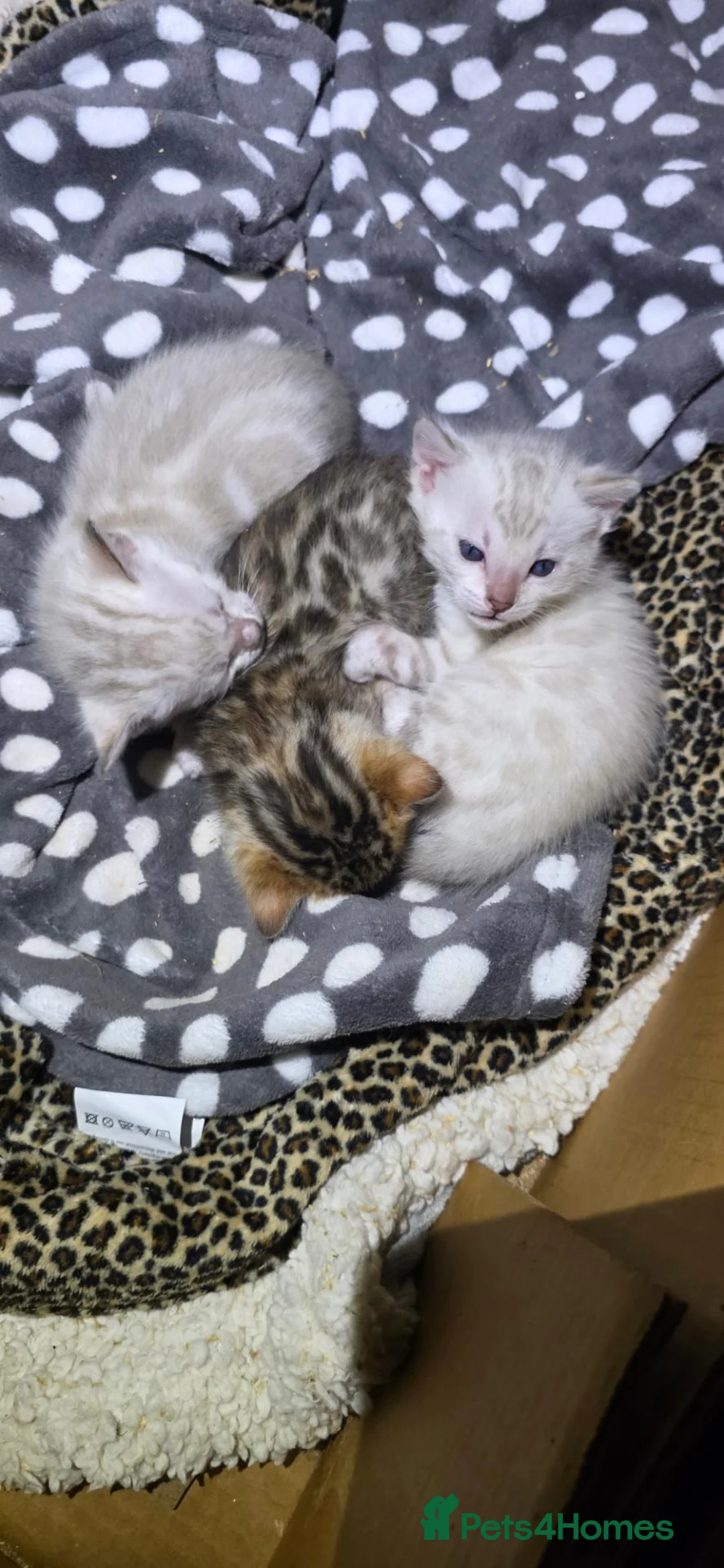 Bengal cats for sale: PURE BRED BENGAL KITTENS - Advert 1