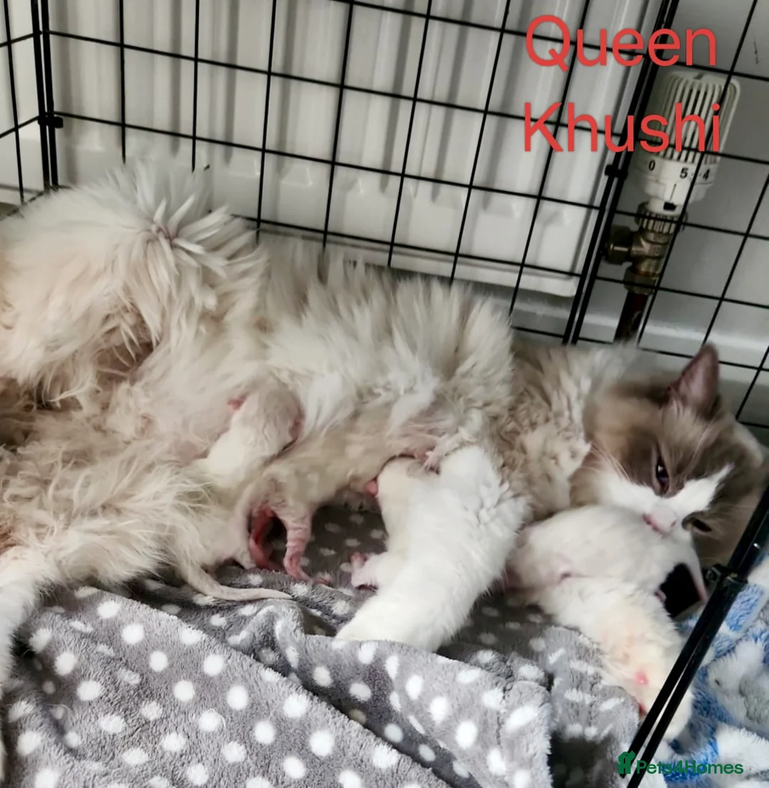 Ragdoll cats for stud: Ragdoll for Stud - Advert 17