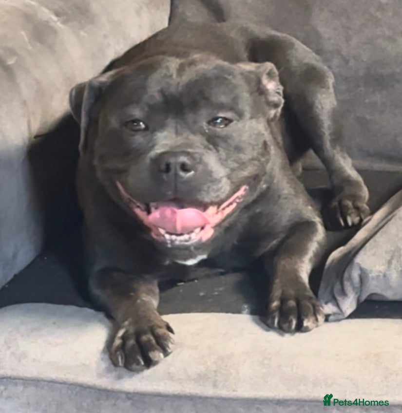 Staffordshire Bull Terrier dogs STUNNING ADULT DARK BLUE SBT FEMALE  - Advert 5