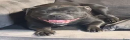 Staffordshire Bull Terrier dogs for sale: Beutifull BLUE girl 4 years old  - Advert 2