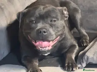 Staffordshire Bull Terrier dogs STUNNING ADULT DARK BLUE SBT FEMALE - Advert 4