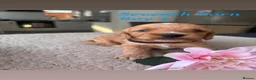 Cockapoo dogs for sale: Beautiful Cockapoo F1B Puppies  🐶❤️ - Advert 6