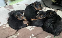 Yorkshire Terrier dogs for sale: 2 boys ready to go  - Image 2