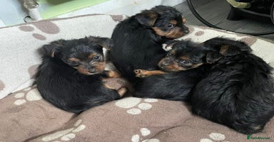 Yorkshire Terrier dogs - Advert 10