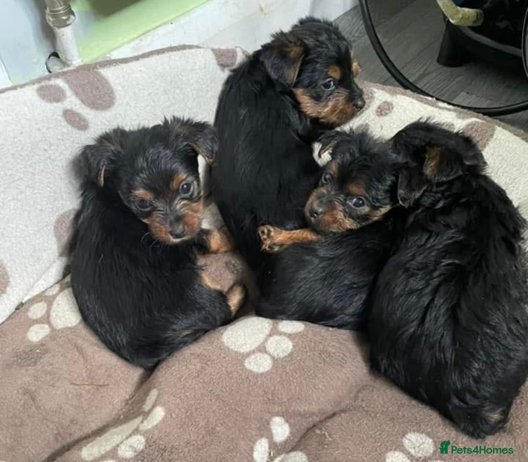 Yorkshire Terrier dogs for sale: 2 boys ready to go  - Image 2