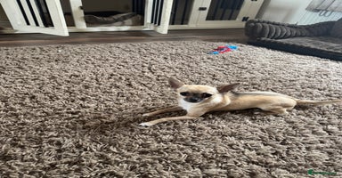 Chihuahua dogs - Advert 4
