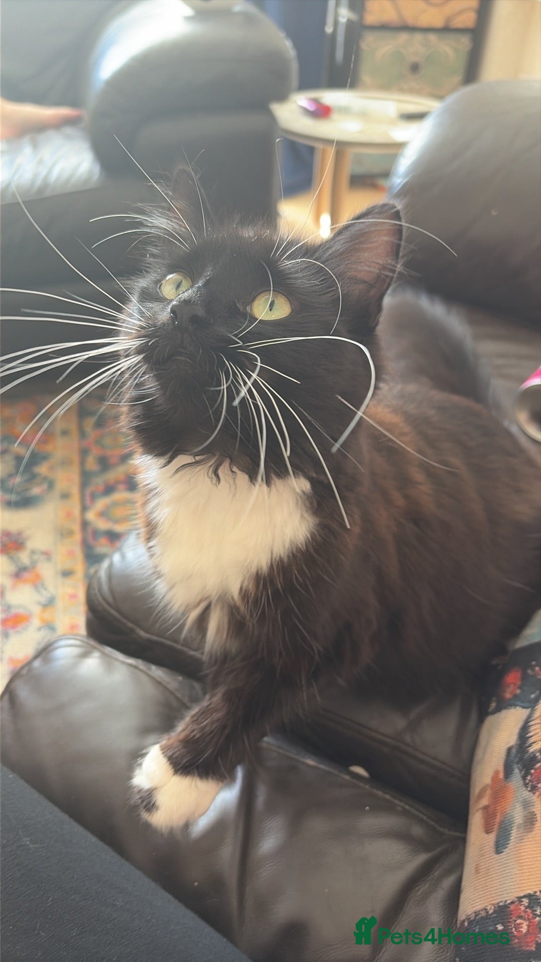 Mixed Breed cats Beautiful baby girl kitten - Advert 11