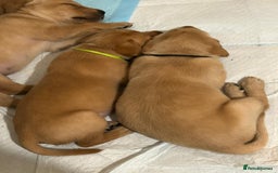 Labrador Retriever dogs for sale: KC Fox Red Labrador Pups - Health tested - Image 11