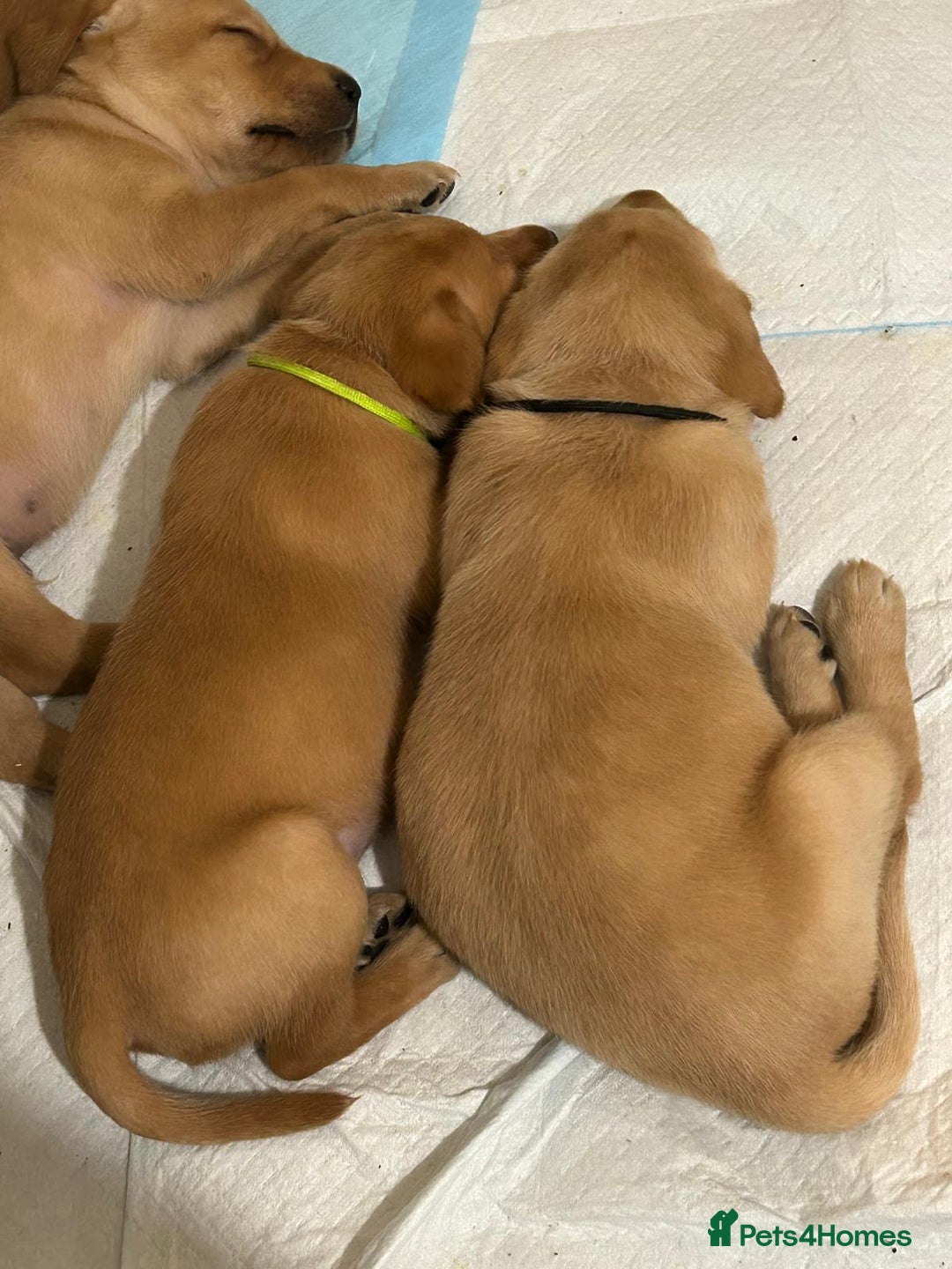 Labrador Retriever dogs for sale: KC Fox Red Labrador Pups - Health tested - Image 11
