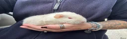 Guinea Pig rodents for sale: Beautiful Baby Boar Guinea pigs Rex & Rosette   - Advert 2