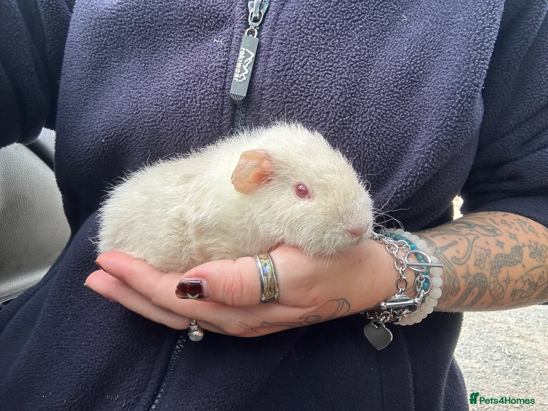 Guinea Pig rodents for sale: Beautiful Baby Boar Guinea pigs Rex & Rosette   - Advert 2